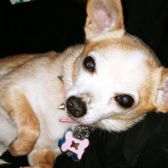 ♡ Rest in peace Buddy ♡ - Picture 1 of 15